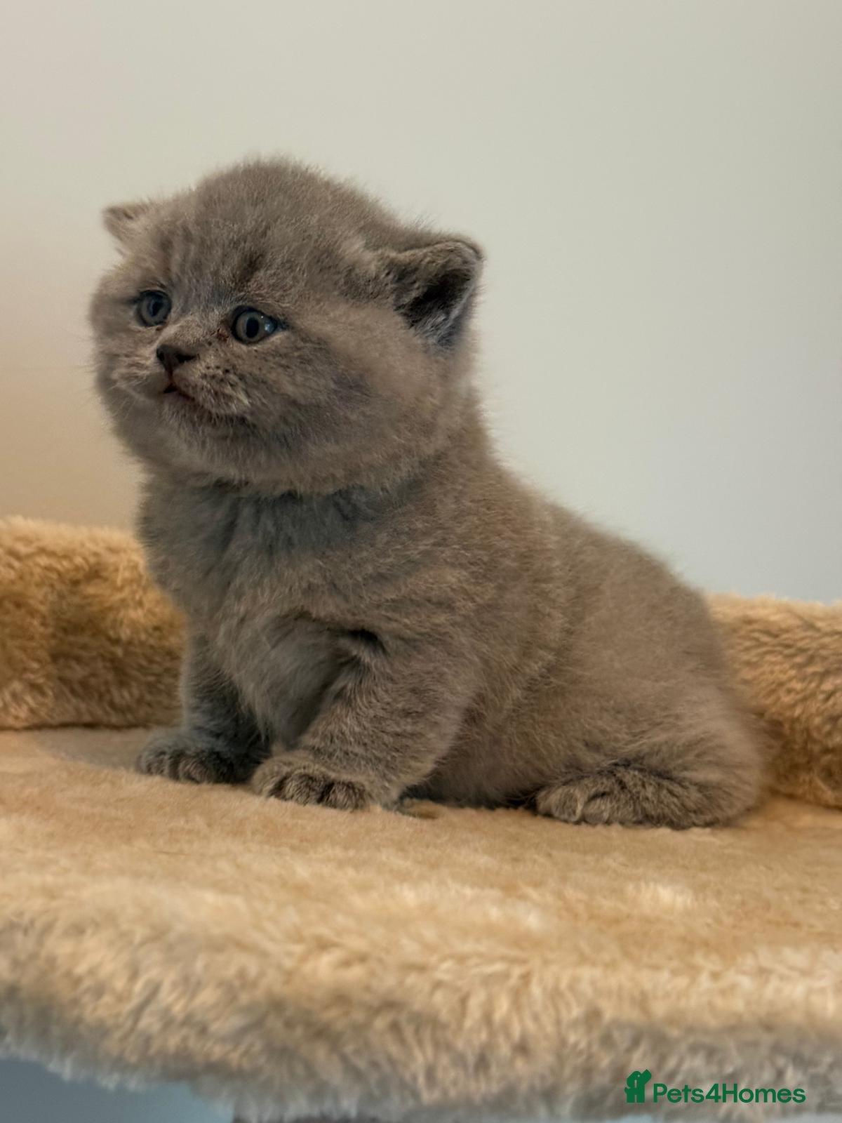 British Shorthair cats Supreme quality British Shorthair kittens - Advert 1