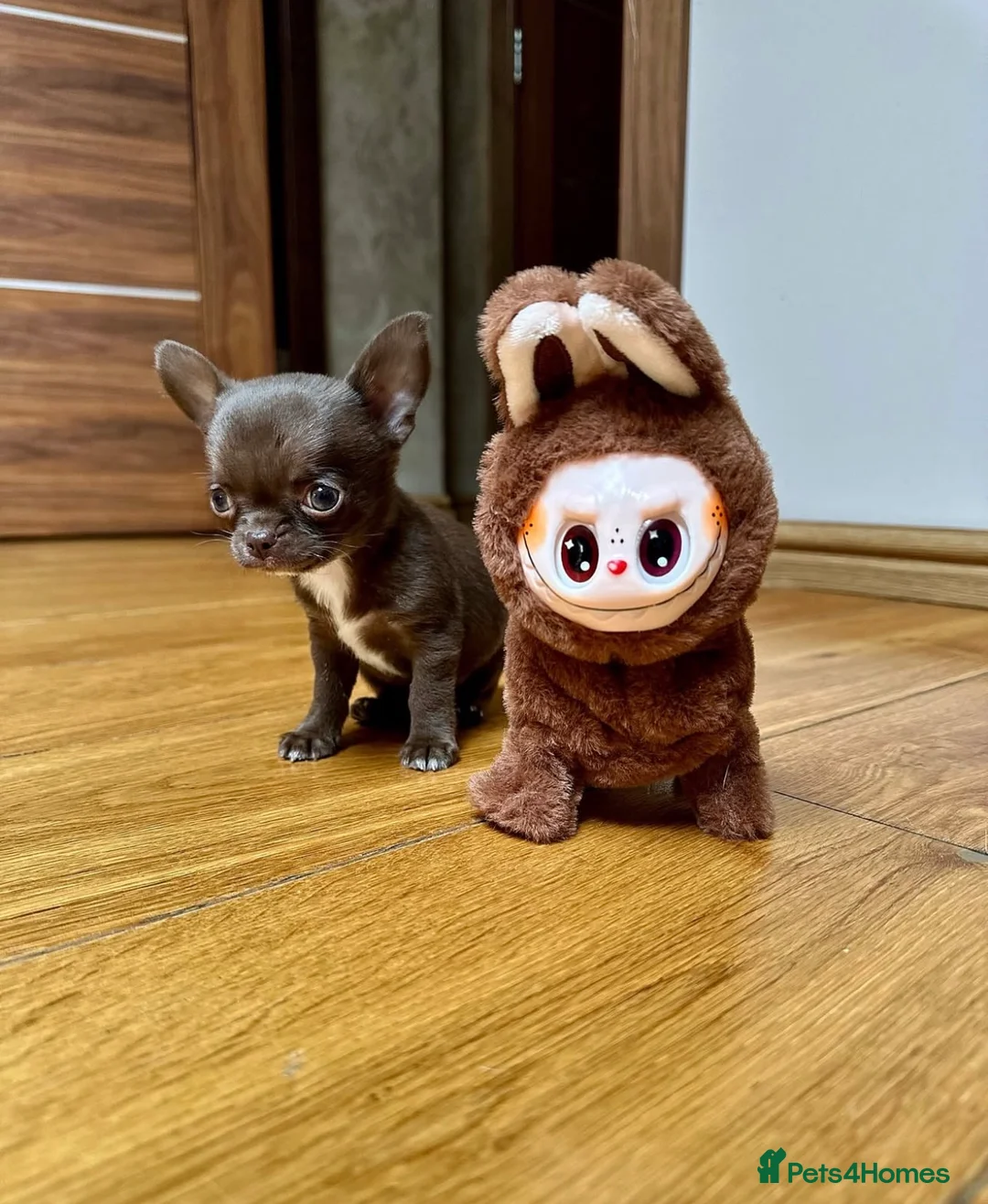 Chihuahua dogs for stud: KC registered/health tested  in London - Advert 12