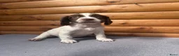 English Springer Spaniel dogs for sale: IrFtch sired springer spaniel puppies  - Advert 1
