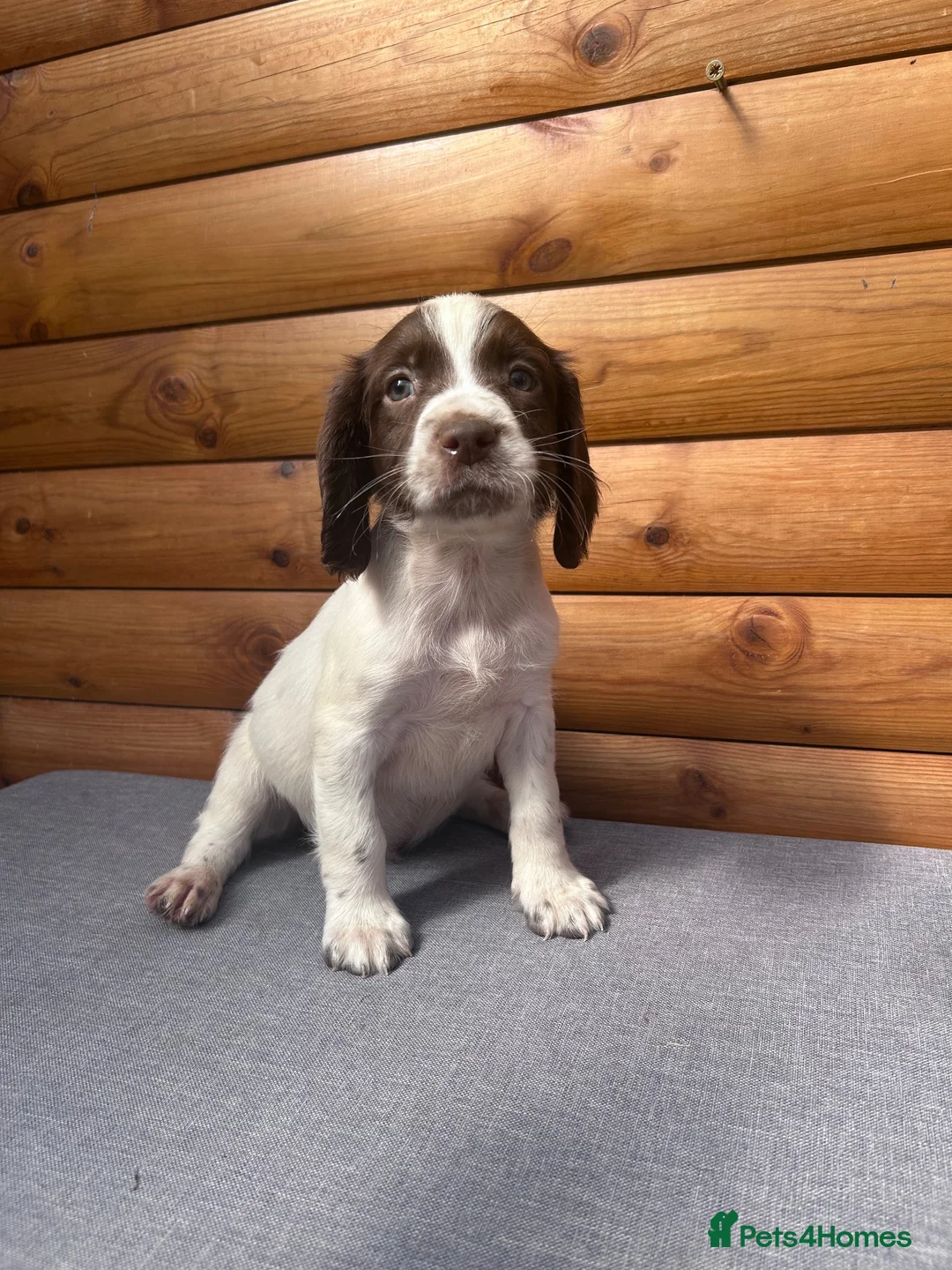 English Springer Spaniel dogs for sale: IrFtch sired springer spaniel puppies  - Advert 1
