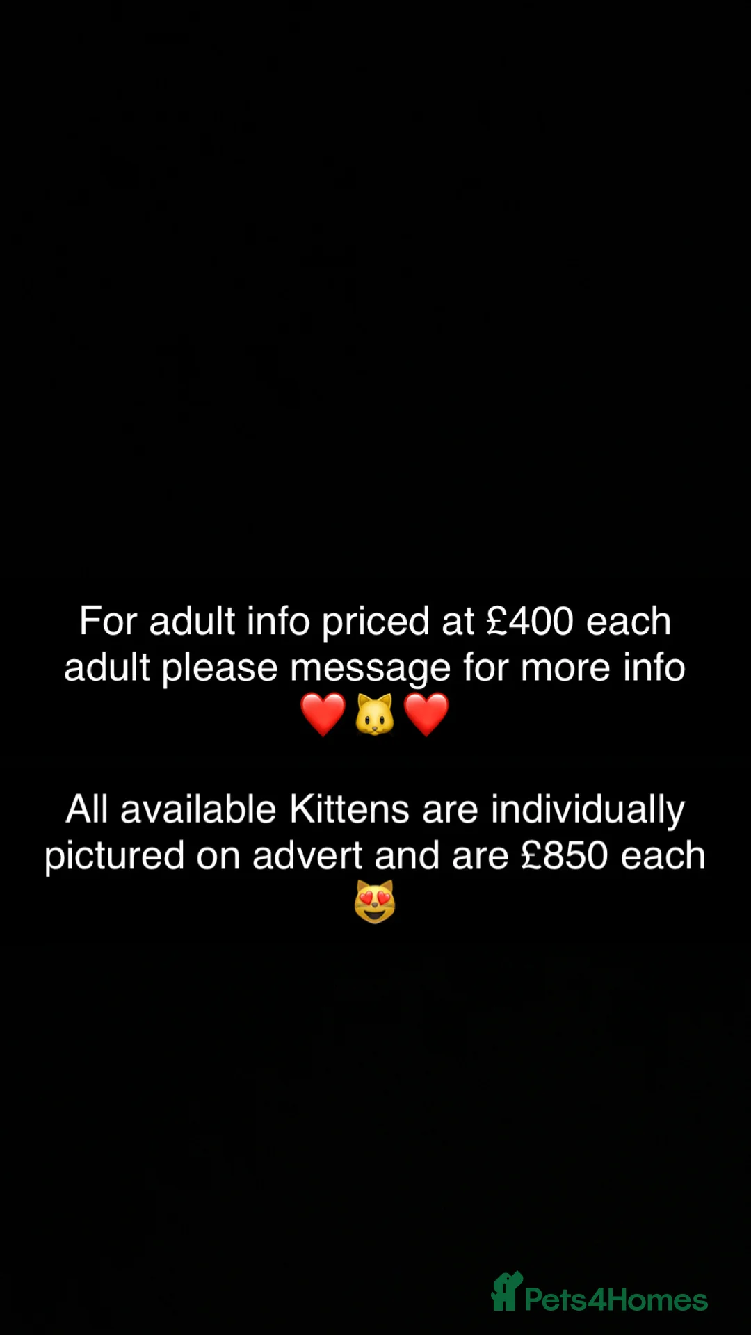 Maine Coon cats for sale: 10kittens 🐱 Ready to leave now  - Advert 22
