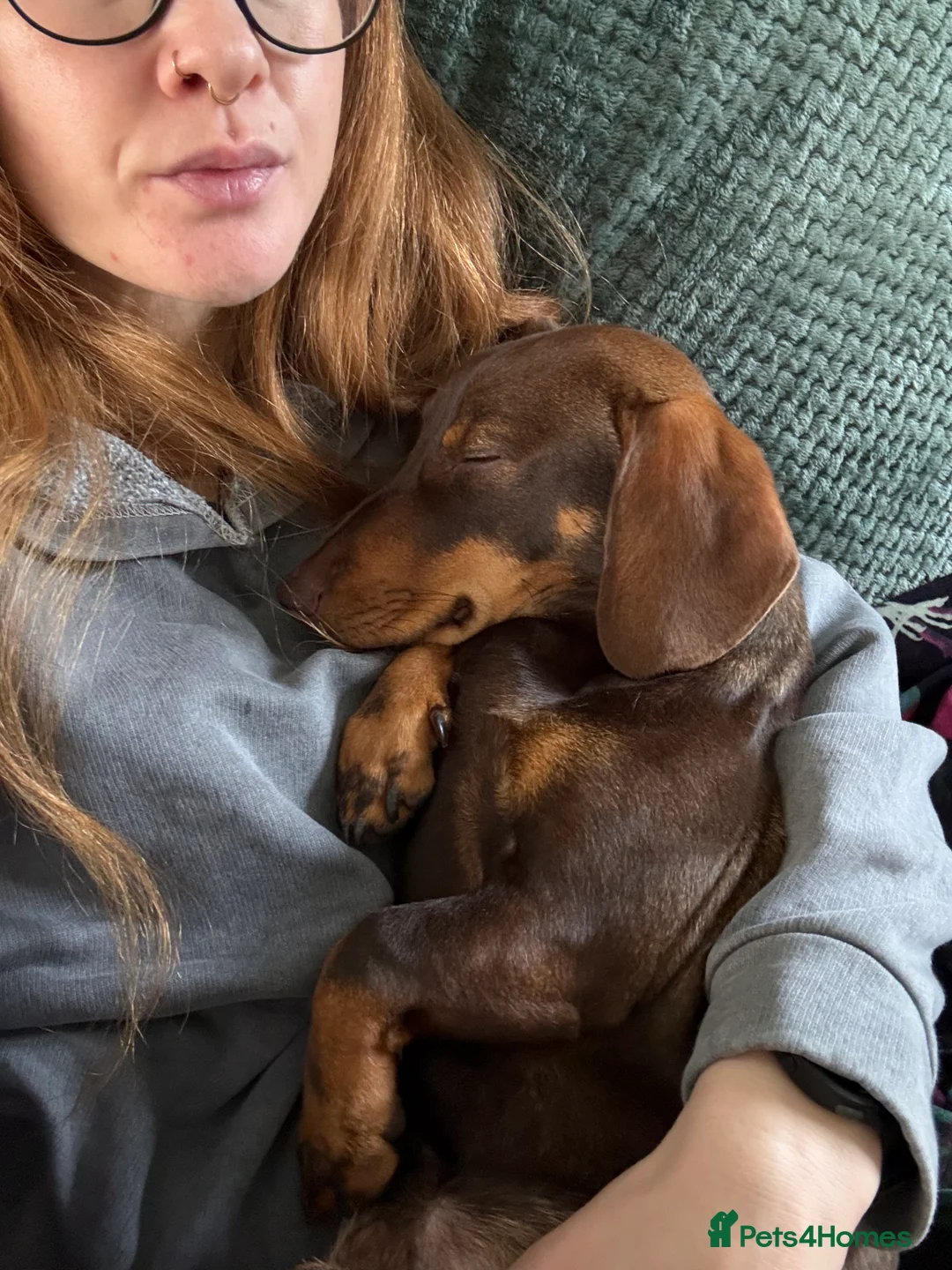 Dachshund dogs for sale: 7 month Dachshund  in Colchester - Advert 2