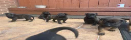 Belgian Shepherd Dog dogs for sale: BRN registered - proven breeding  - Advert 13