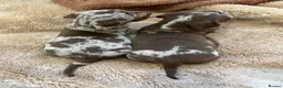 Miniature Dachshund dogs for sale: Miniature smooth haired dachshund  in Bridgend - Advert 7
