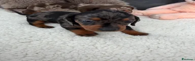 Miniature Dachshund Shelby 