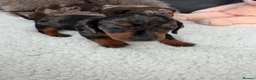 Miniature Dachshund dogs for sale: Miniature dachshund puppy’s  in Bournemouth - Advert 7