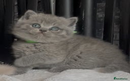 British Shorthair cats for sale: Absolutely beautiful BSH kittens  - Image 26