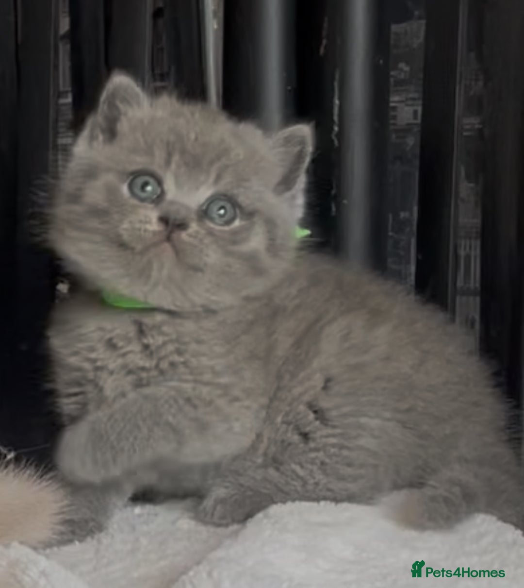 British Shorthair cats for sale: Absolutely beautiful BSH kittens  - Image 26