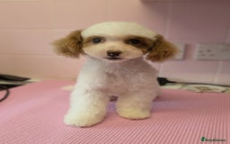 Poochon dogs for sale: 13 week old toy poochon in need of new home - Image 2