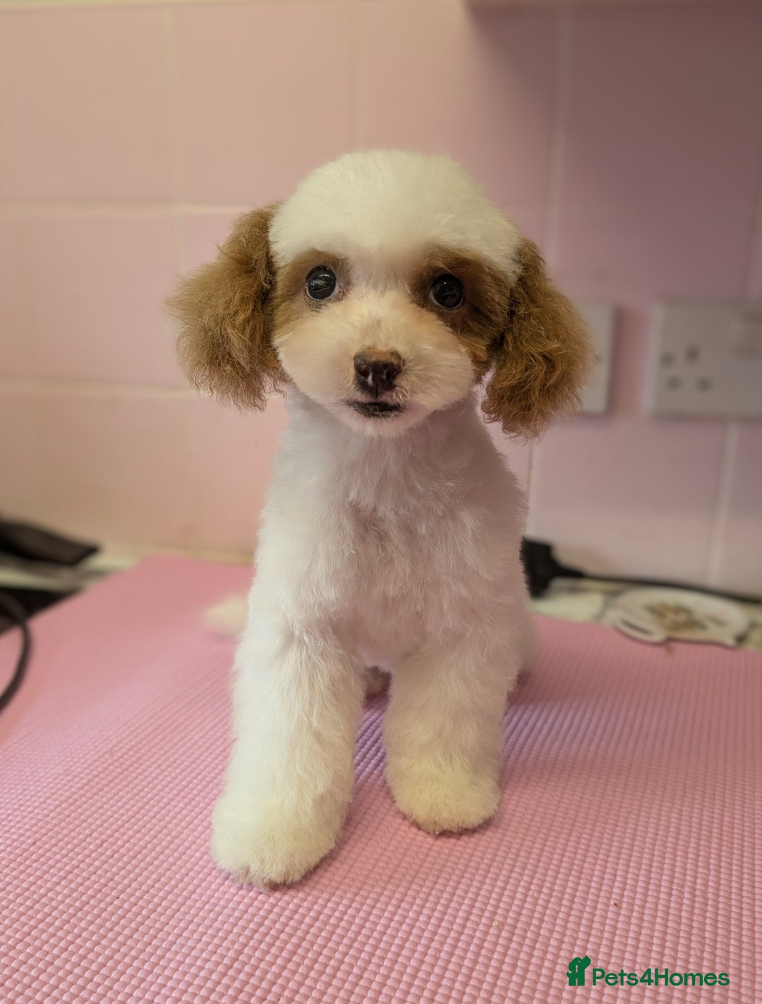 Poochon dogs for sale: 13 week old toy poochon in need of new home - Image 2