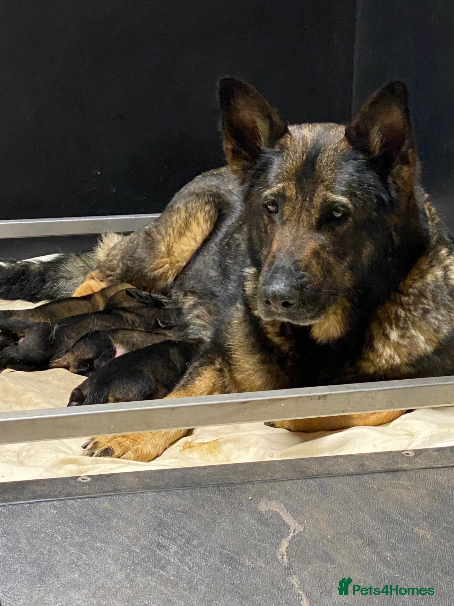 German Shepherd dogs 🐶 Outstanding Working Line German Shepherd Pups🐶 - Advert 1