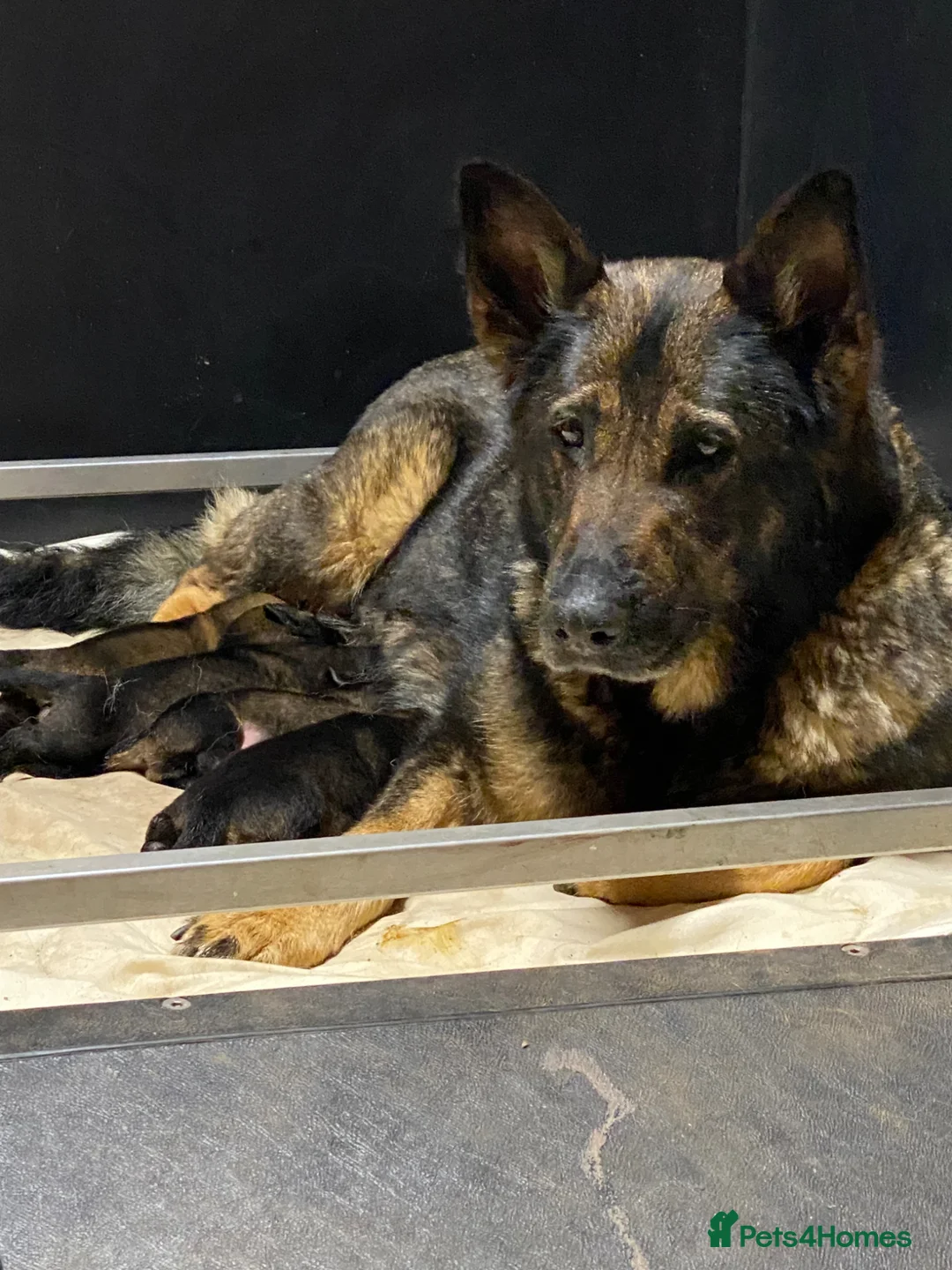 German Shepherd dogs for sale: 🐶 Outstanding Working Line German Shepherd Pups🐶 - Advert 1