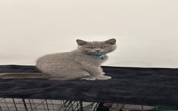 British Shorthair cats for sale: British Short hair - Image 5