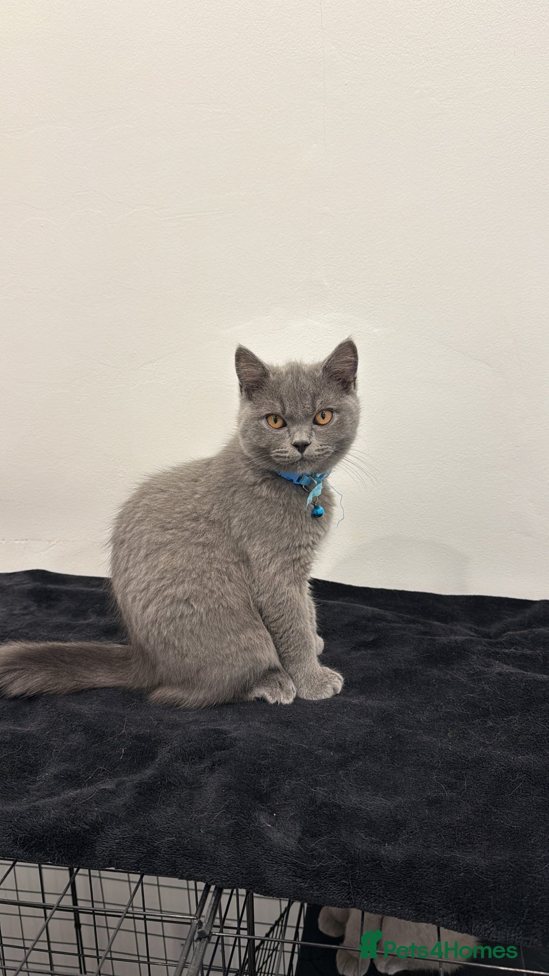 British Shorthair cats for sale: British Short hair - Image 5