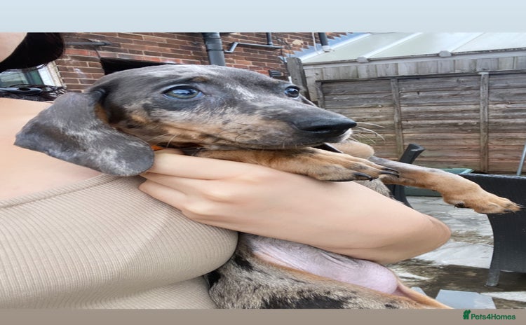 Dachshund dogs - Advert 3