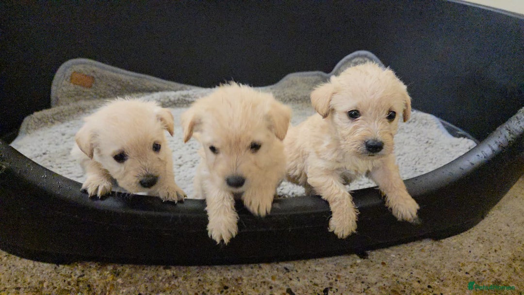 Mixed Breed dogs for sale: Westiepoo - Advert 8