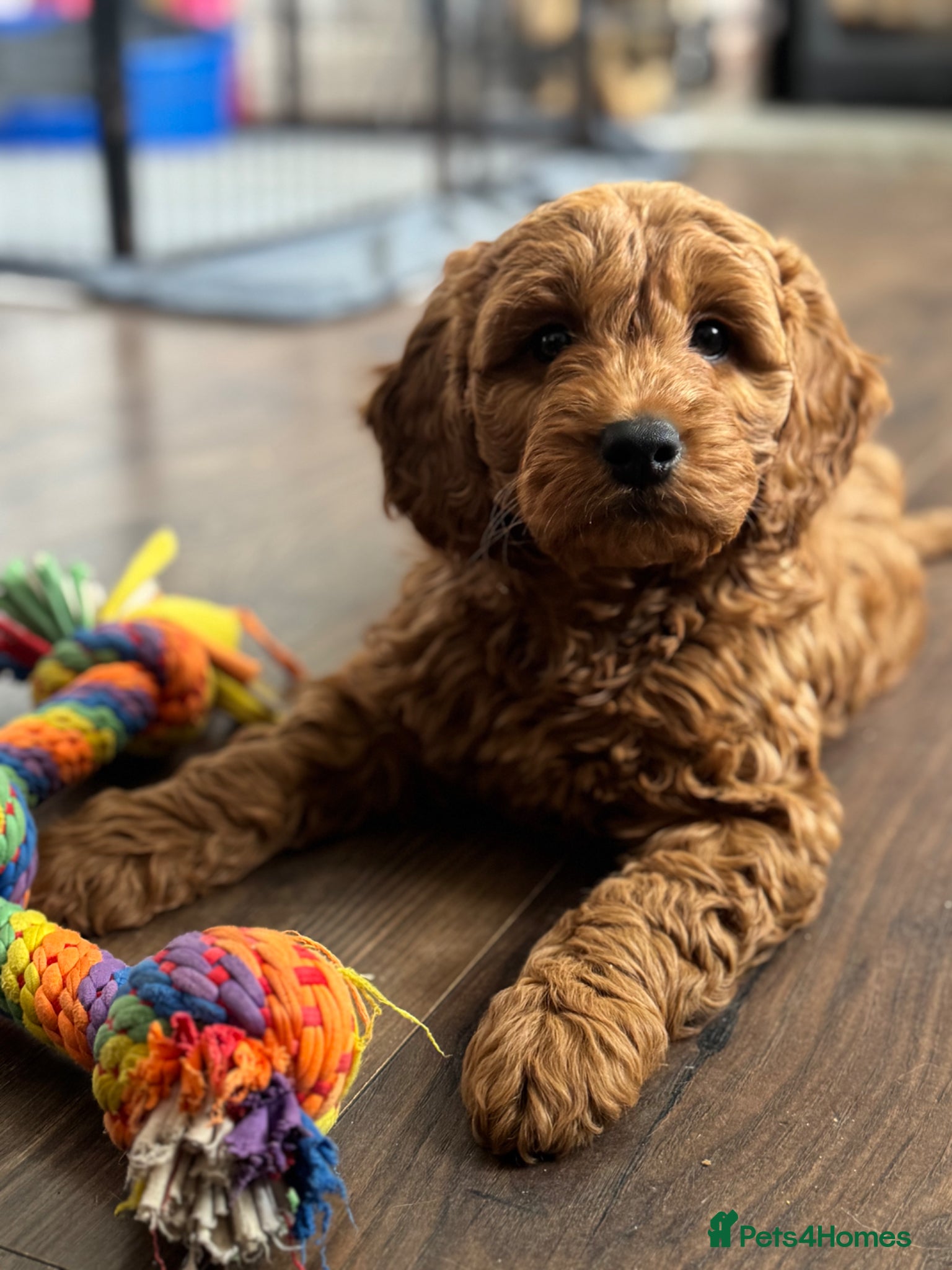 Mini Goldendoodle dogs *mini Goldendoodle*health tested*READY TO LEAVE*  - Advert 2