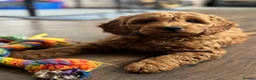 Mini Goldendoodle dogs for sale: *READY NOW* mini Goldendoodle*health tested*  - Advert 1