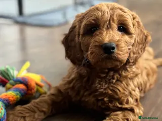 Mini Goldendoodle dogs *READY NOW* mini Goldendoodle*health tested* - Advert 1