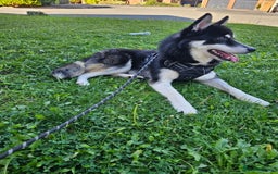 Mixed Breed dogs for sale: Meet Sparks - Image 8