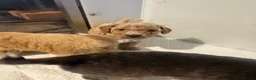 Cockapoo dogs for sale: 🌟 OUTSTANDING cockapoo puppies F1B 🌟 - Advert 20