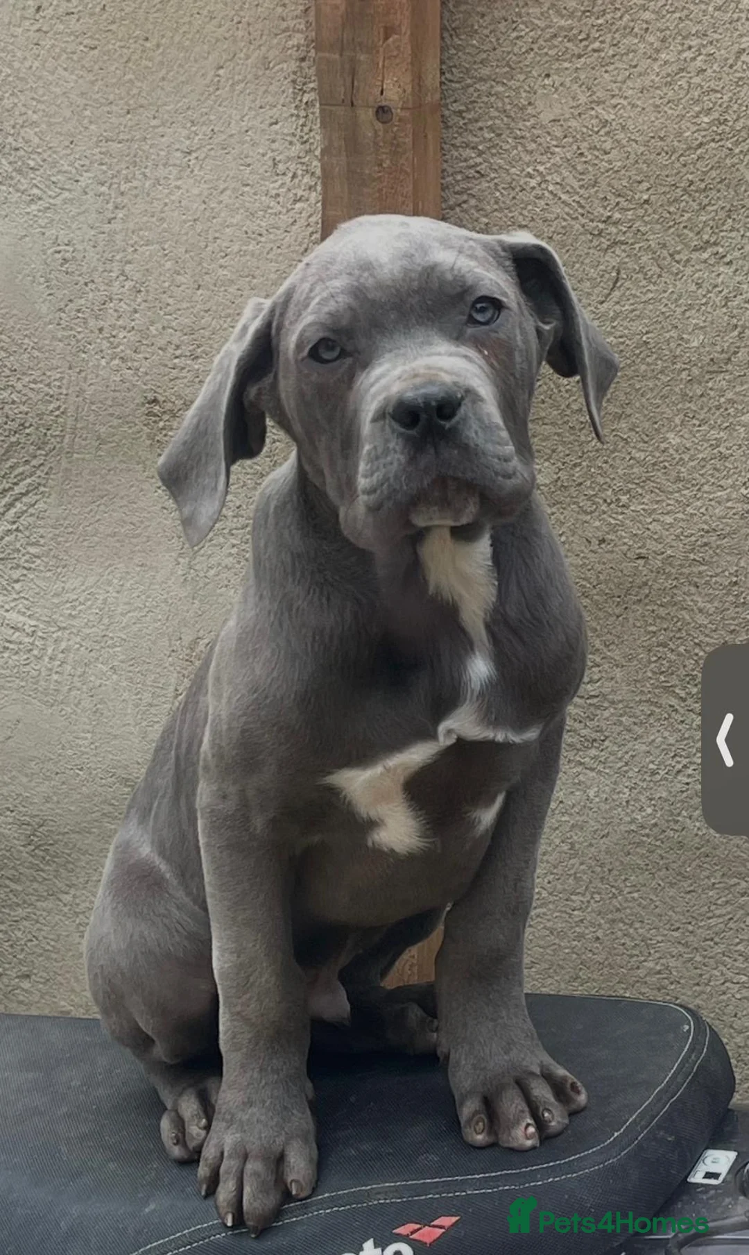 Cane Corso dogs for sale: CANE CORSO £900 - Advert 2