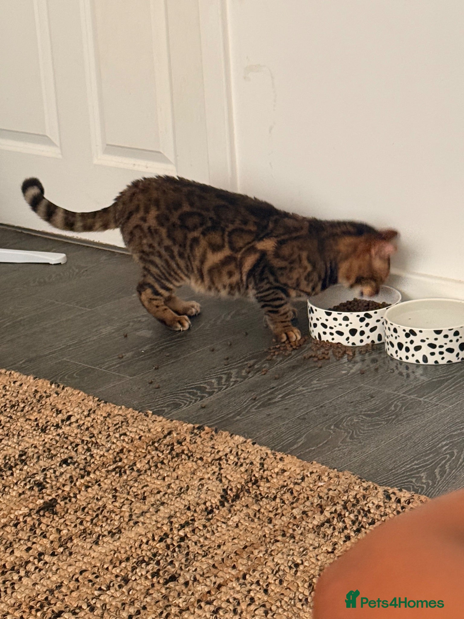 Bengal cats Glitter Rosetted Male Bengal for Sale 1yr old - Advert 7