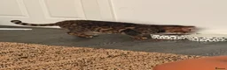 Bengal cats for sale: Glitter Rosetted Male Bengal for Sale 1yr old - Advert 2