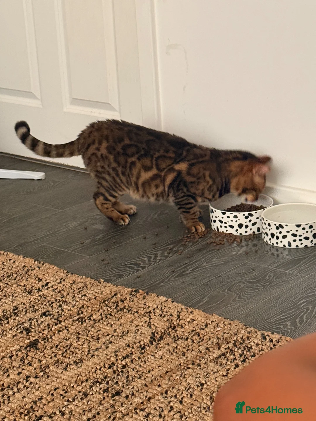 Bengal cats for sale: Glitter Rosetted Male Bengal for Sale 1yr old - Advert 2