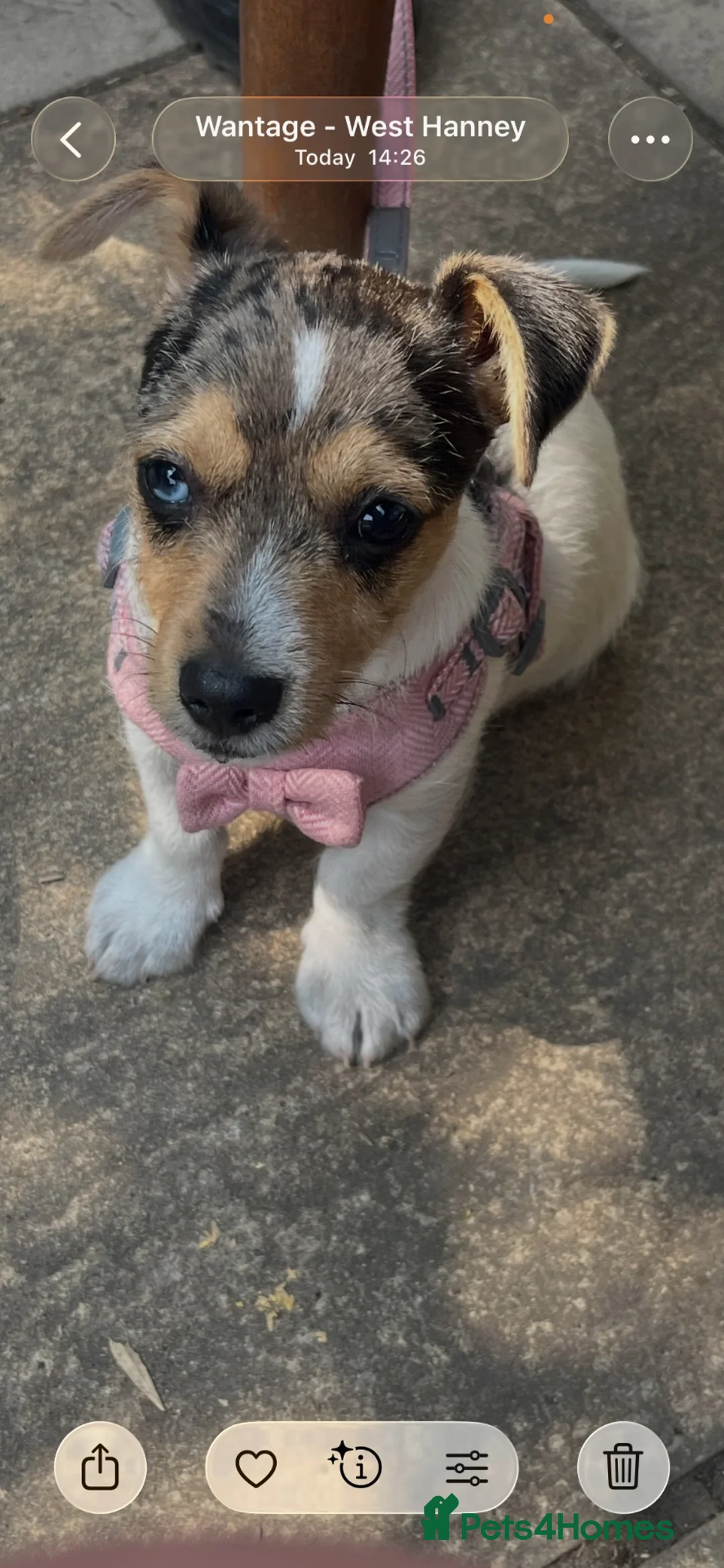Jack Russell dogs for sale: 6 month old Jack Russel  - Advert 2