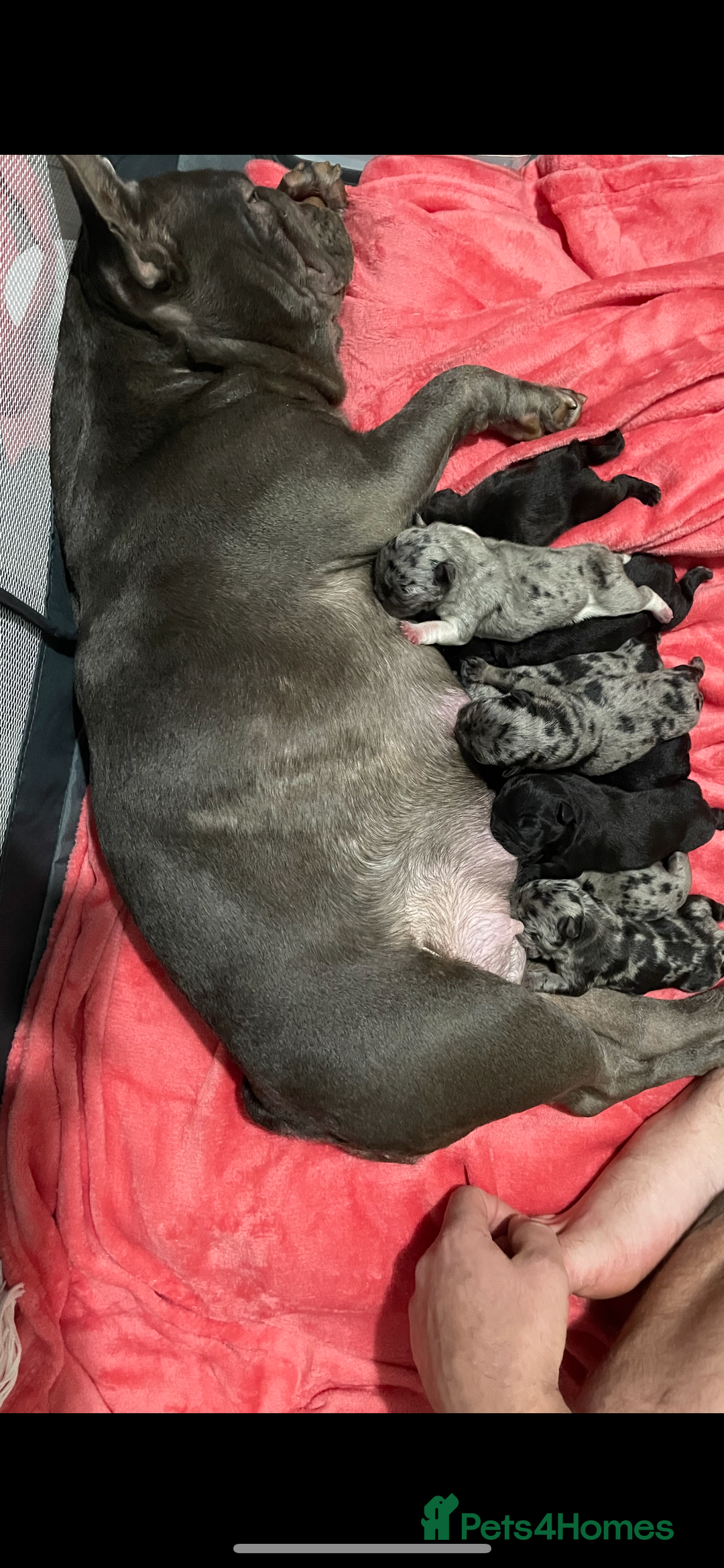 French Bulldog dogs for sale: French bulldog puppies - Image 14