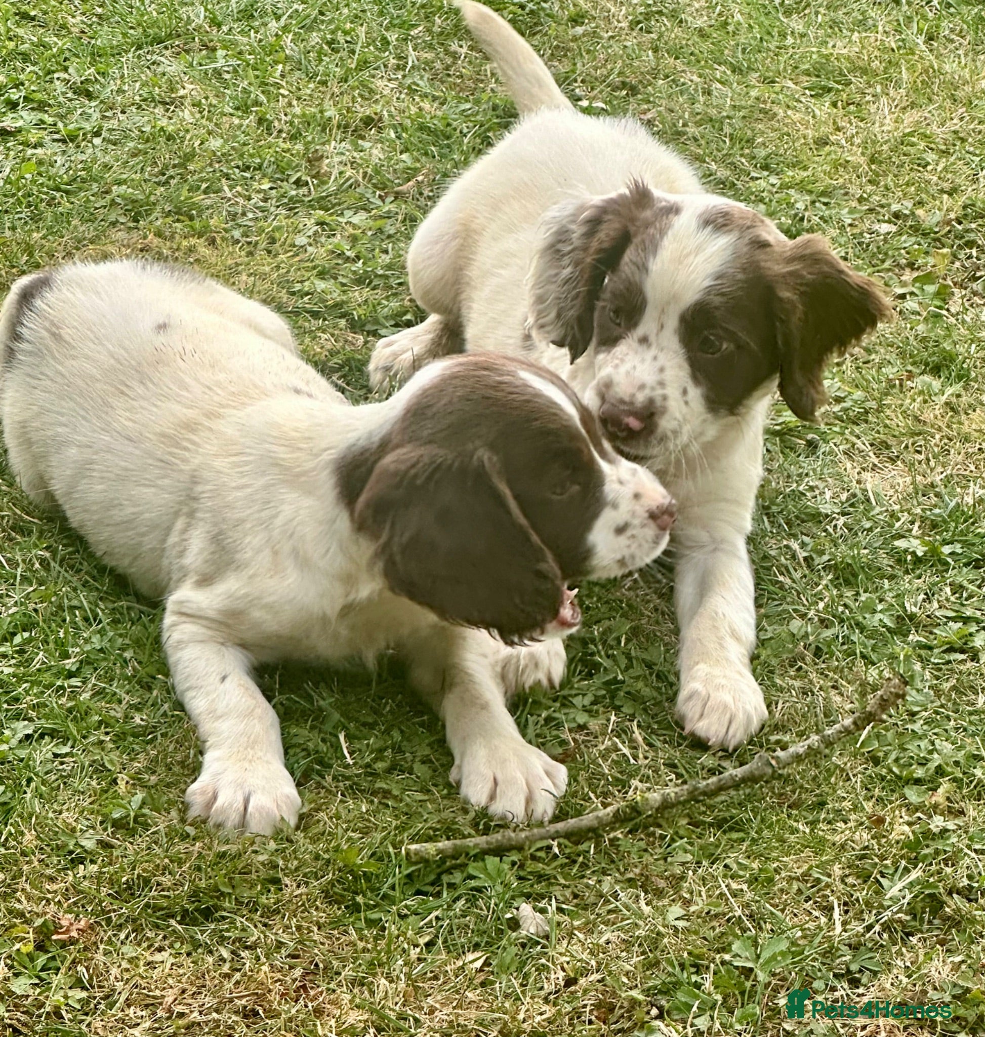 English Springer Spaniel dogs KCspringer spaniels ready next week Saturday - Advert 1