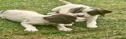 English Springer Spaniel dogs for sale: KC springer spaniels 1 male left ready to go  - Advert 16