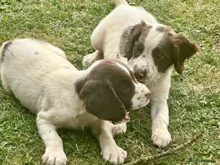 English Springer Spaniel dogs KCspringer spaniels ready next week Saturday - Advert 3
