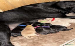 Labrador Retriever dogs for sale: 2 black female lab puppies  - Image 3