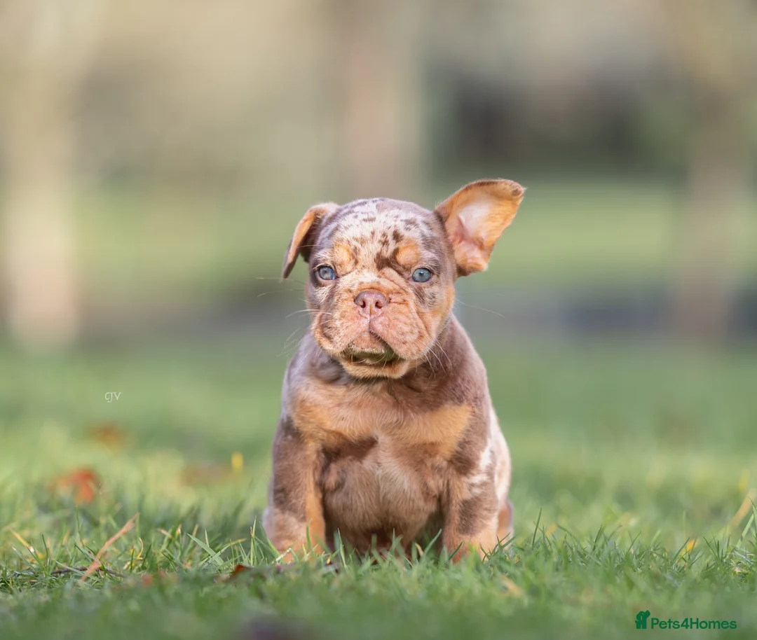 French Bulldog dogs for sale: Rojo French Bulldog puppies  - Advert 10