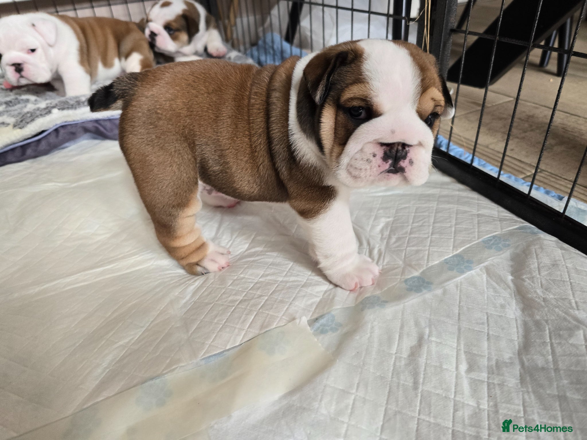 English Bulldog dogs 🐶 🔥KC registered English bulldog puppies✨️🔥 - Advert 2