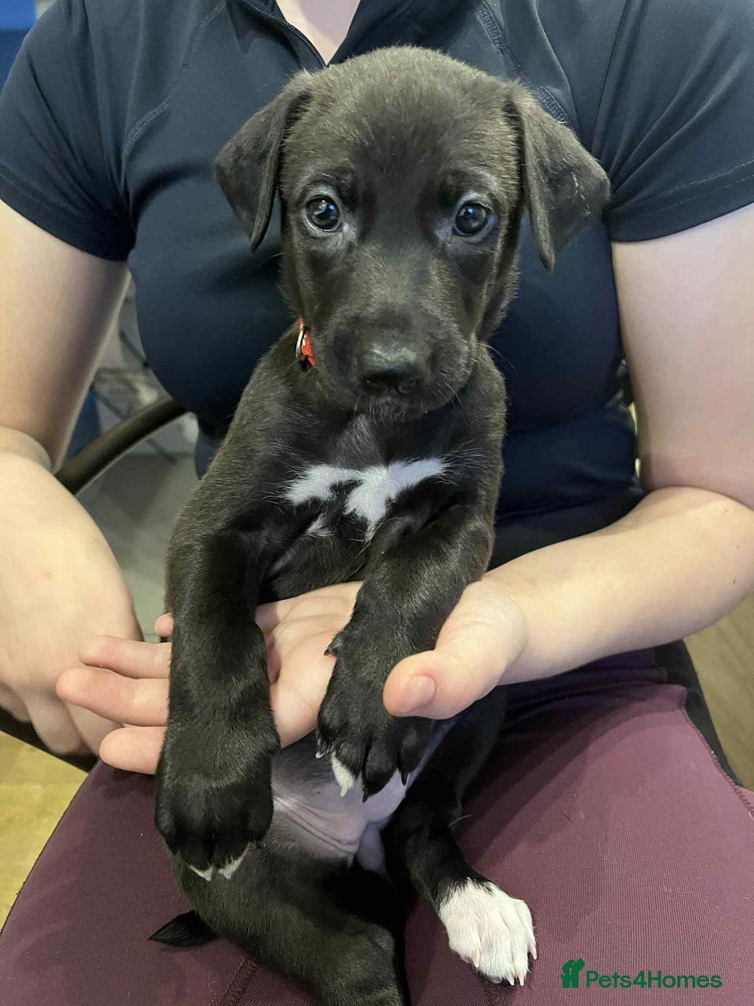 Mixed Breed dogs for sale: Lurcher Puppies - Advert 7