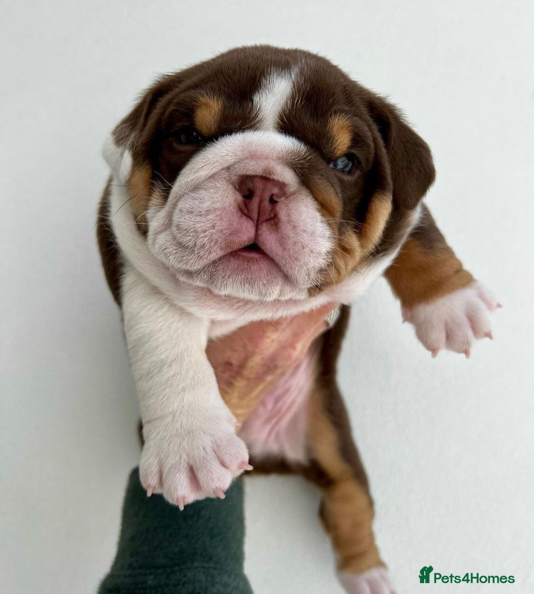 English Bulldog dogs for sale: Beautiful English bulldog puppies  - Advert 19
