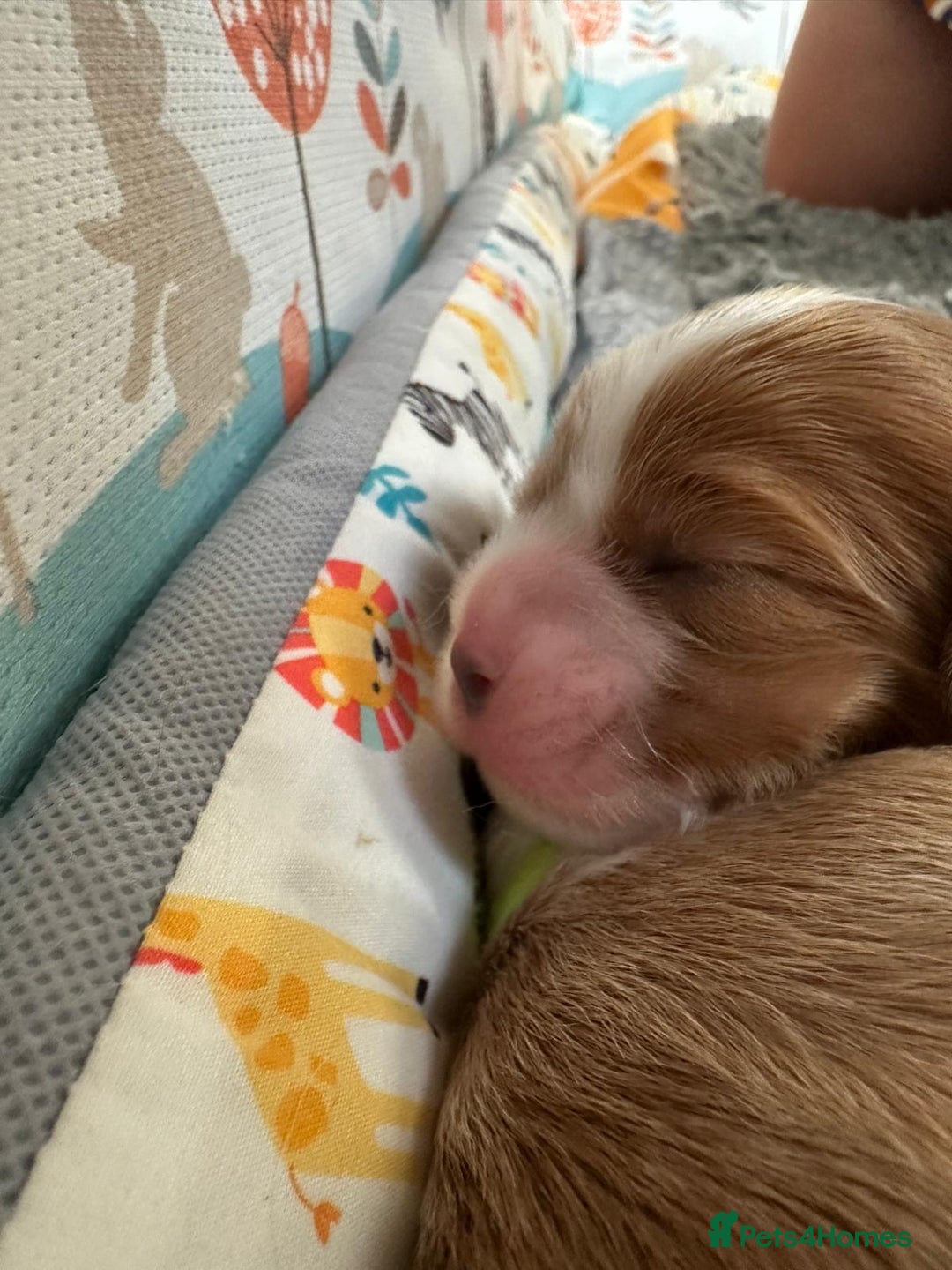 Cavalier King Charles Spaniel dogs for sale: Fully Health Tested Male CKCS Puppies - Image 22