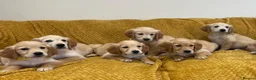Golden Retriever dogs for sale: Quality litter of KC reg Golden Retriever puppies - Advert 35