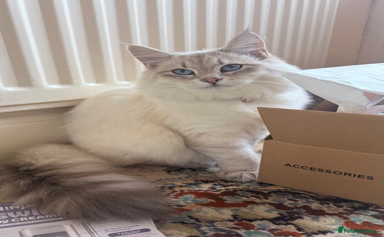 Siberian cats - Advert 3