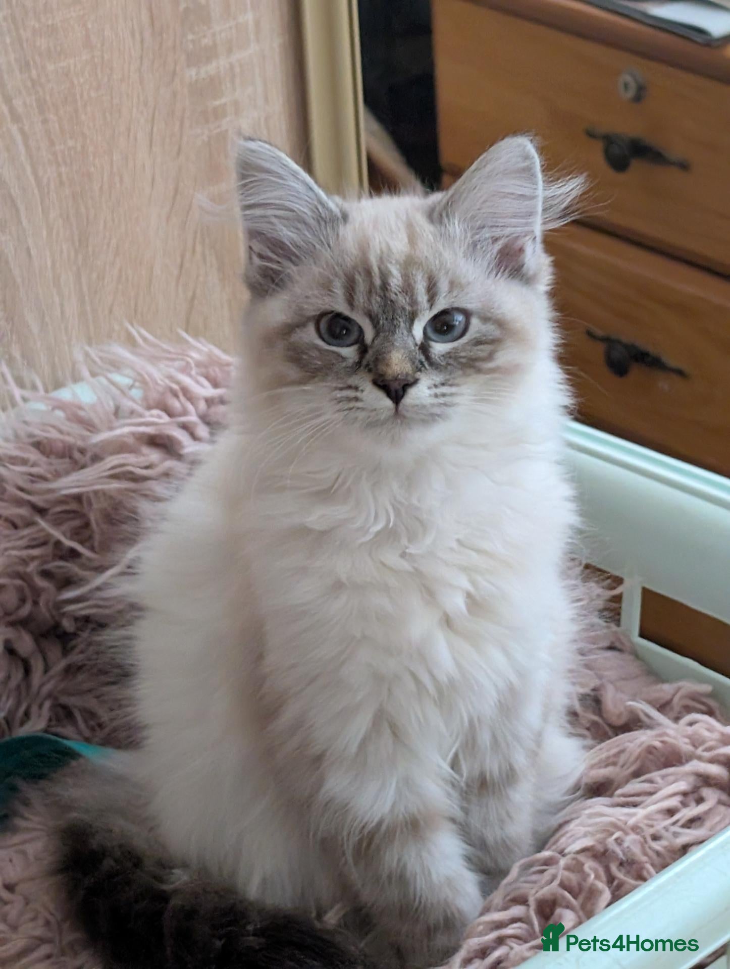Siberian cats Siberian kitten  - Advert 1