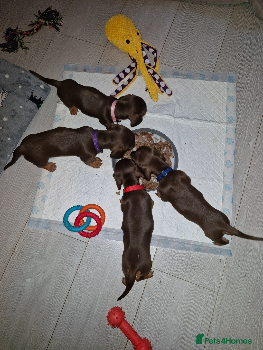 Dachshund dogs for sale: Miniature dashound  - Advert 7