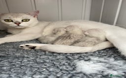 British Shorthair cats for sale: BSH Black Tipped GCCF Reg Kittens - Image 20