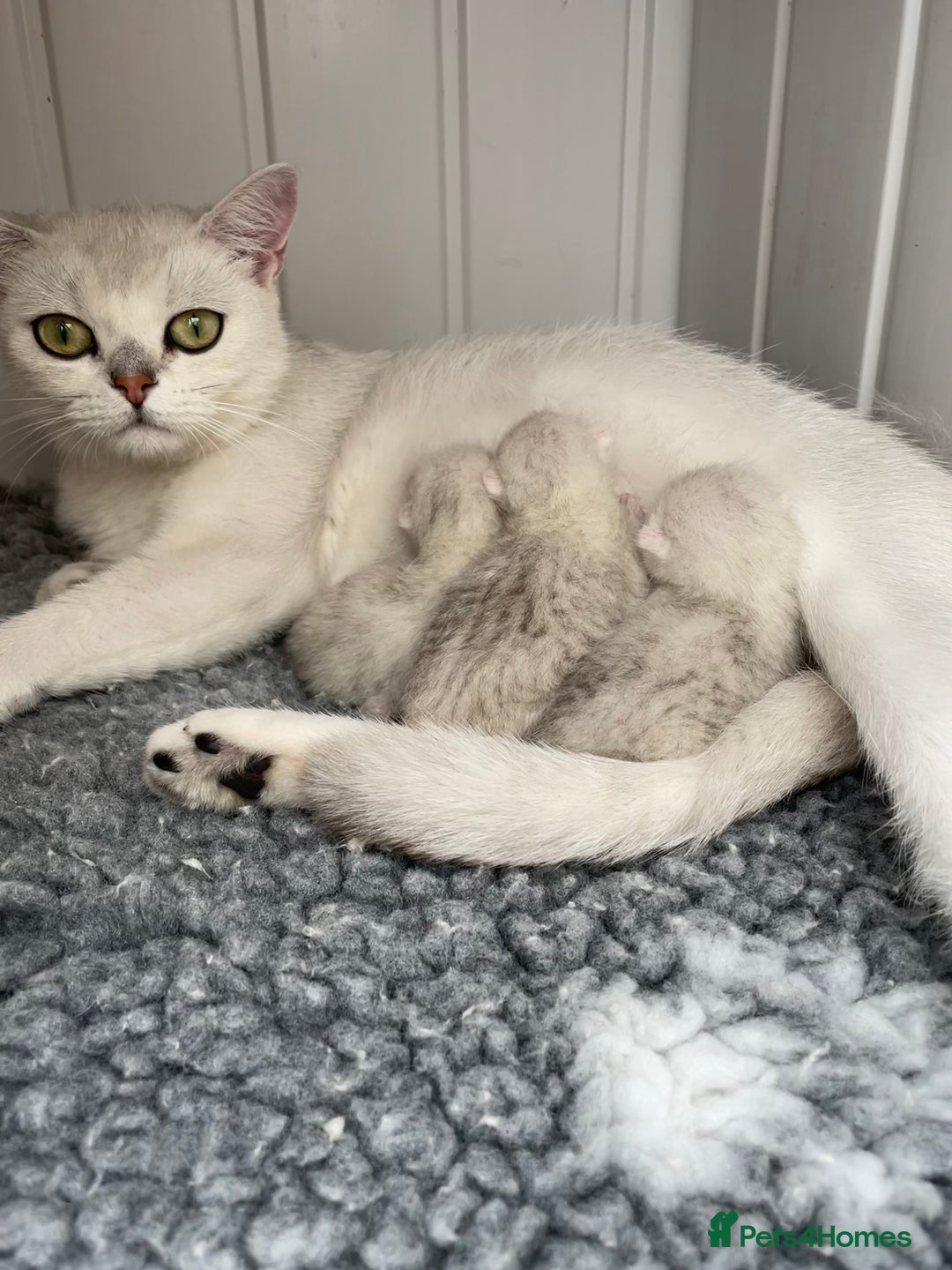 British Shorthair cats for sale: BSH Black Tipped GCCF Reg Kittens - Image 20