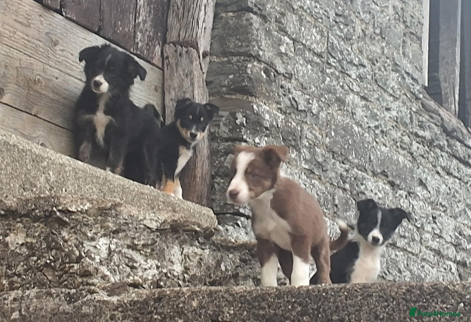 Border Collie dogs Adorable border collies looking for forever home - Advert 3