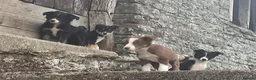 Border Collie dogs for sale: Adorable border collies looking for forever home - Advert 1