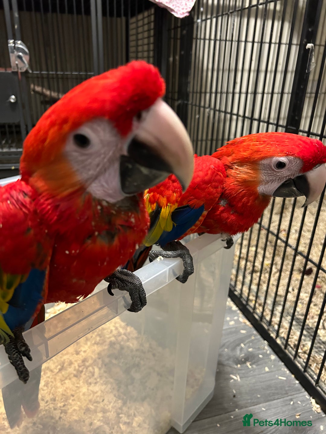 Macaws birds for sale: Hand Reared Baby Scarlett Macaws  - Image 4