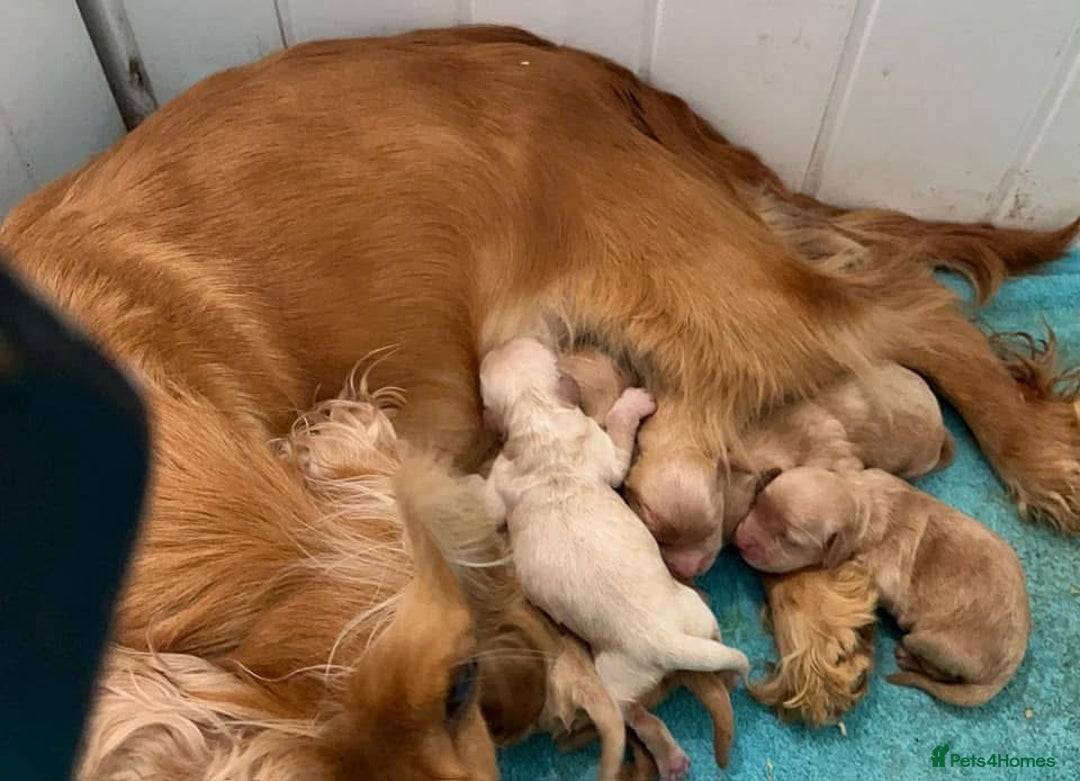 Cockapoo dogs for sale: Chunky f1  4 cockapoo puppies ready 30th December  - Advert 6